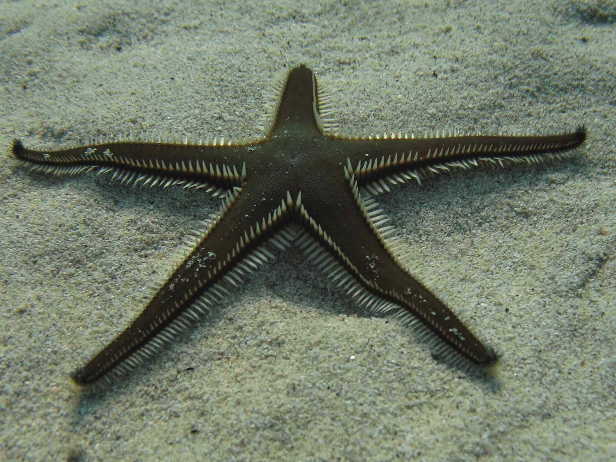 Astropecten bispinosus e Astropecten platyacanthus